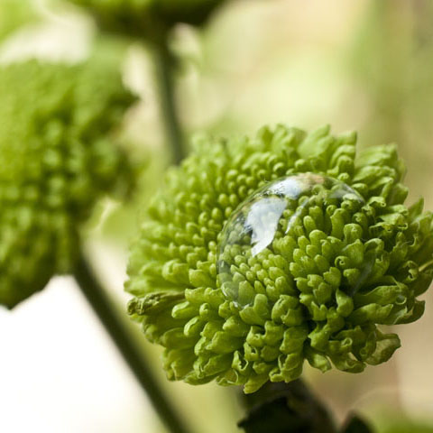 Lenticular (Spring)